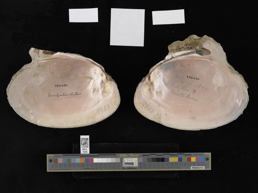 Specimen of Potamilus alatus (Say, 1817)