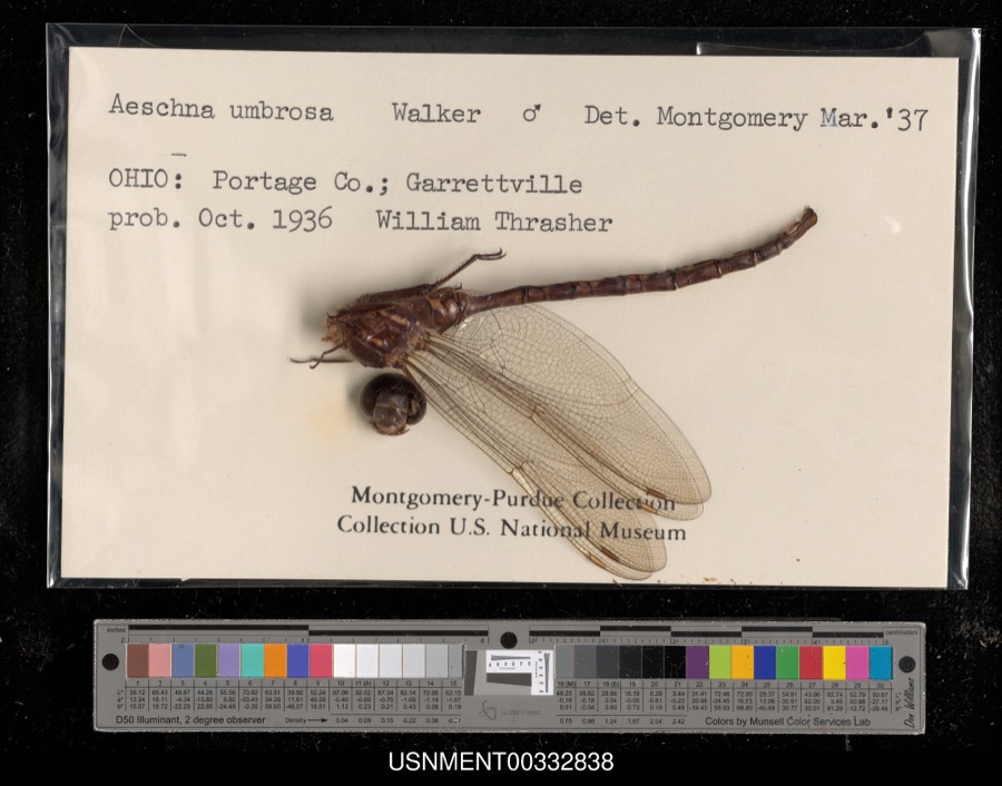 Specimen of Aeshna umbrosa Walker, 1908