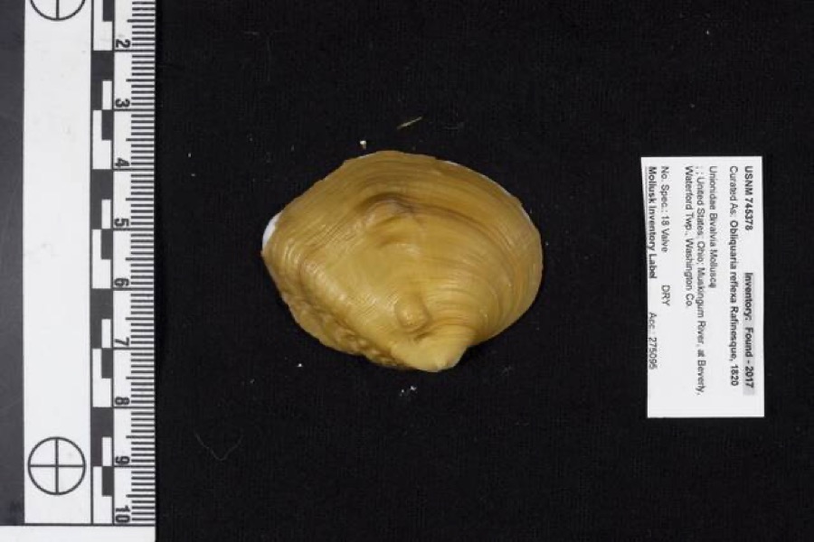 Specimen of Obliquaria reflexa Rafinesque, 1820