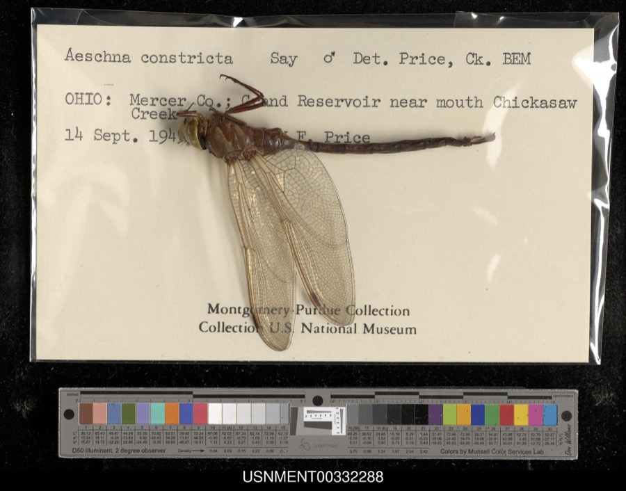 Specimen of Aeshna constricta Say, 1840