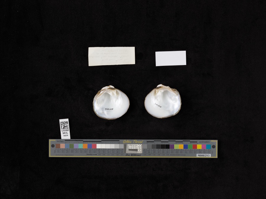 Specimen of Quadrula pustulosa (I.Lea, 1831)