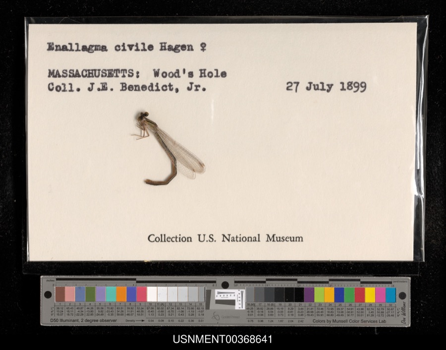 Specimen of Enallagma civile (Hagen, 1861)