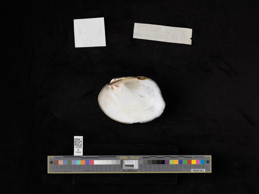 Specimen of Amblema plicata (Say, 1817)
