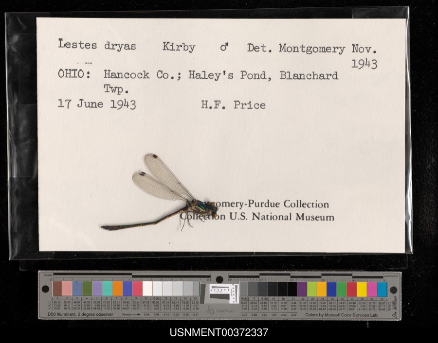 Specimen of Lestes dryas Kirby, 1890