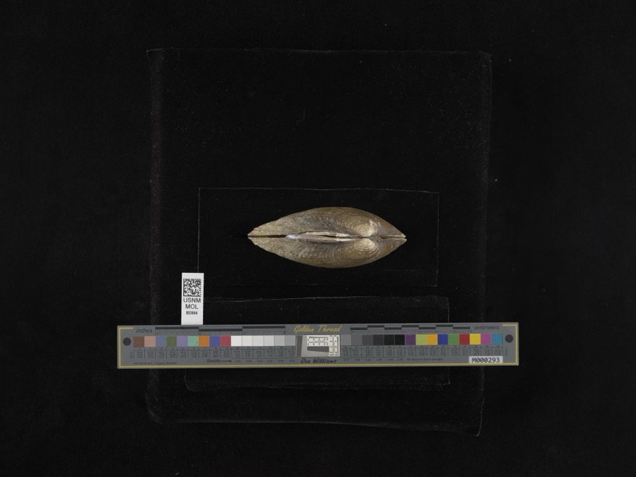 Specimen of Lampsilis radiata radiata (Gmelin, 1791)