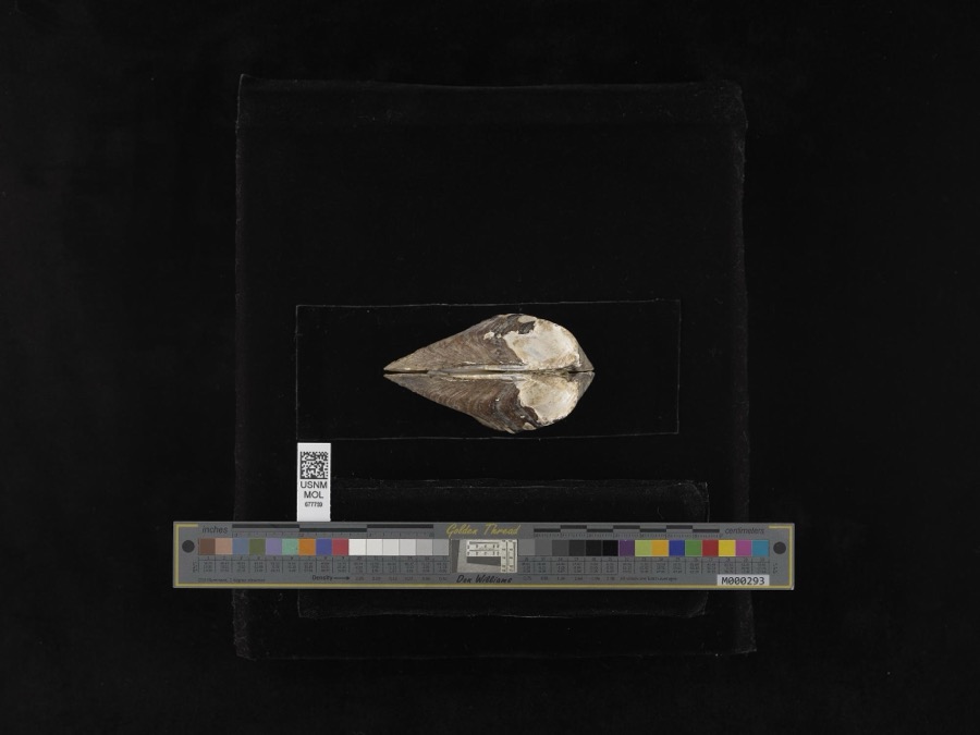 Specimen of Plethobasus cyphus (Rafinesque, 1820)