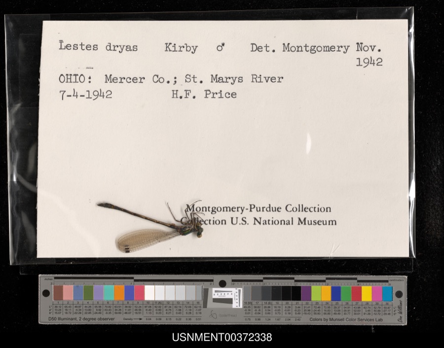 Specimen of Lestes dryas Kirby, 1890