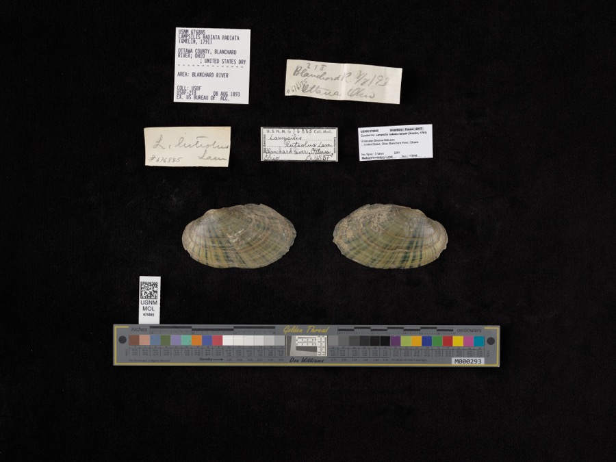 Specimen of Lampsilis radiata radiata (Gmelin, 1791)