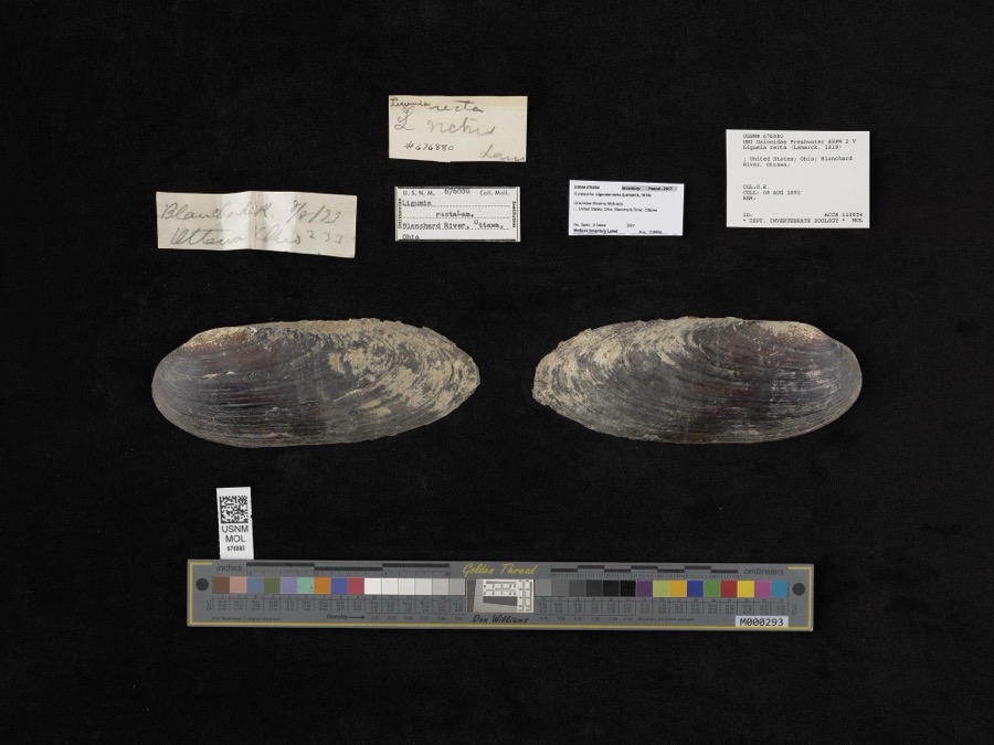 Specimen of Ligumia recta (Lamarck, 1819)