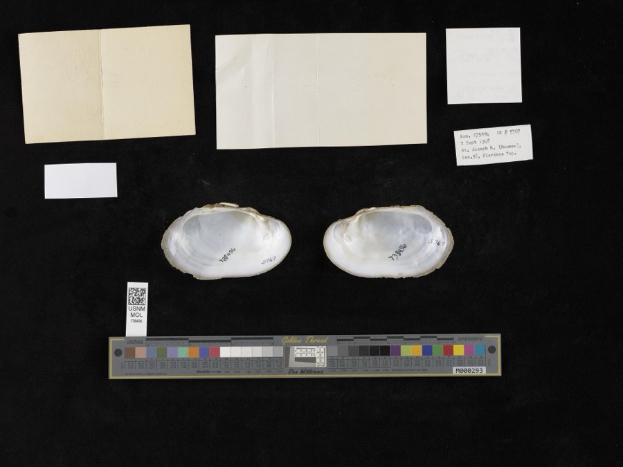 Specimen of Lampsilis radiata radiata (Gmelin, 1791)