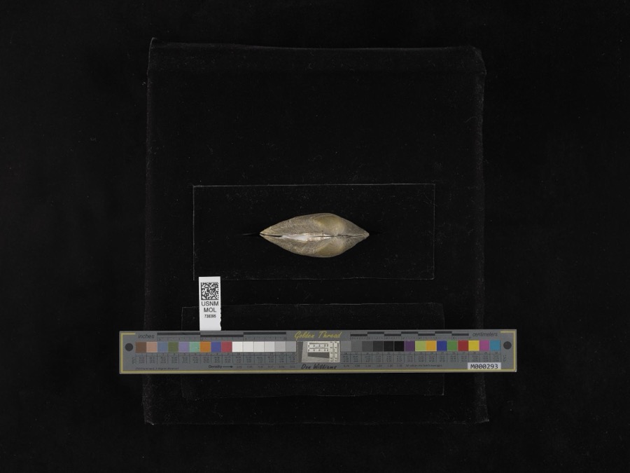 Specimen of Fusconaia flava (Rafinesque, 1820)