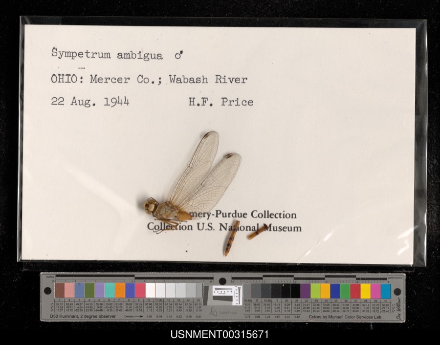 Specimen of Sympetrum ambiguum (Rambur, 1842)