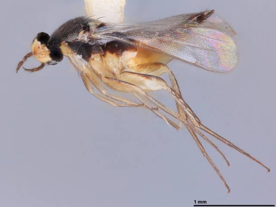 Specimen of Elasmus albizziae Burks, 1965