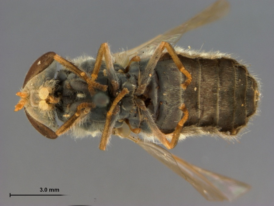 Specimen of Tabanus pruniosus Hine, 1900