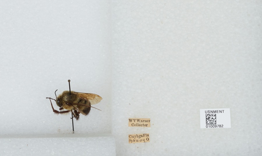 Specimen of Bombus griseocollis (De Geer, 1773)
