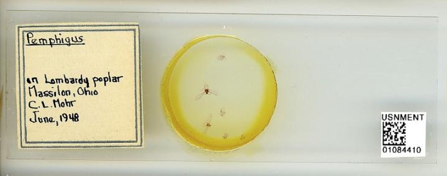 Specimen of Pemphigus Hartig, 1839