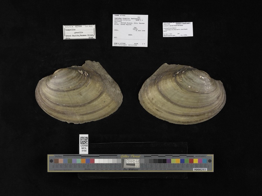 Specimen of Leptodea fragilis (Rafinesque, 1820)