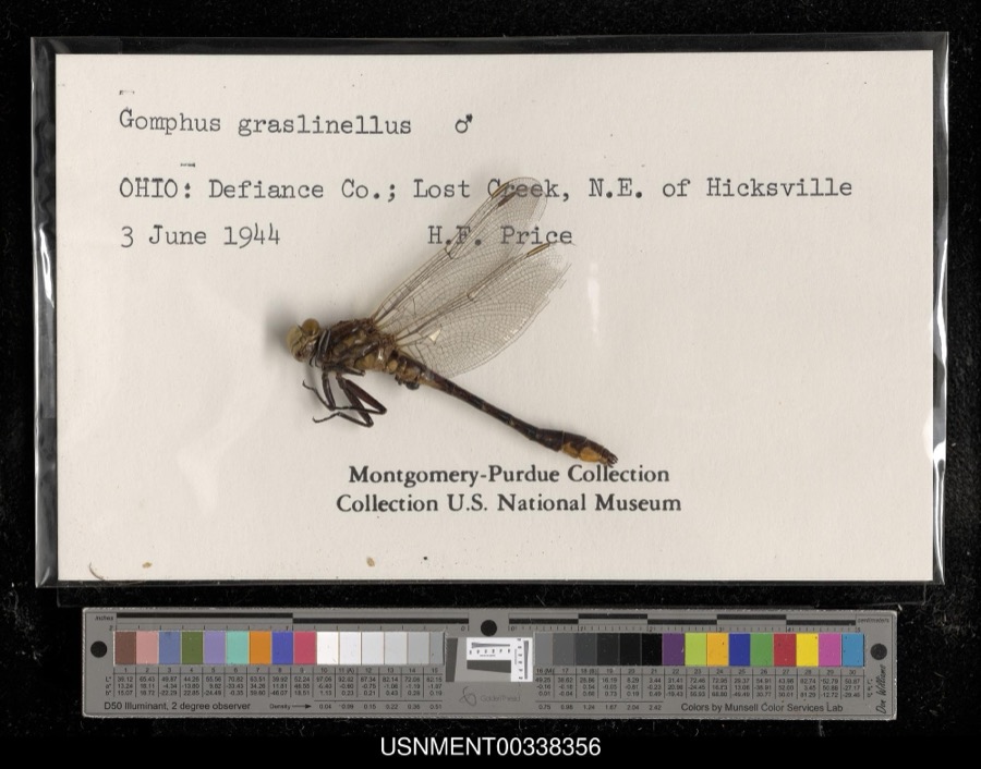 Specimen of Gomphus graslinellus Walsh, 1862