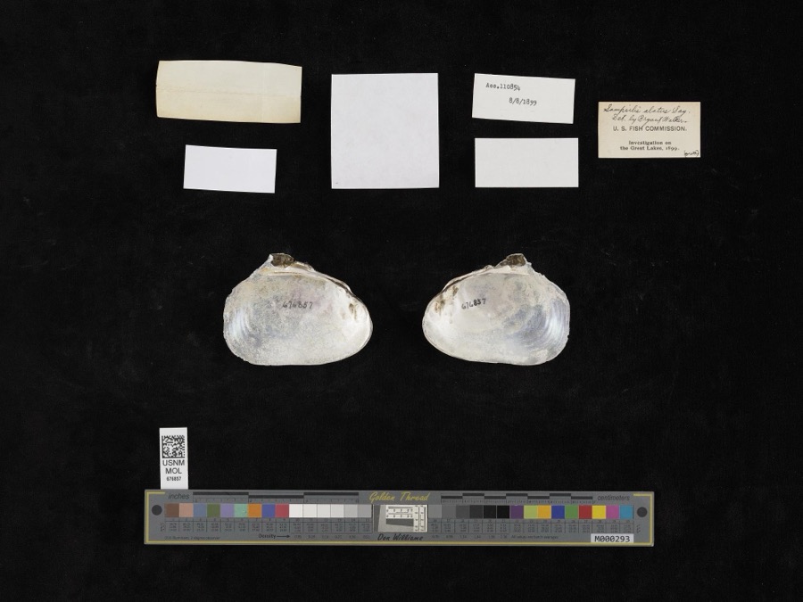 Specimen of Potamilus alatus (Say, 1817)