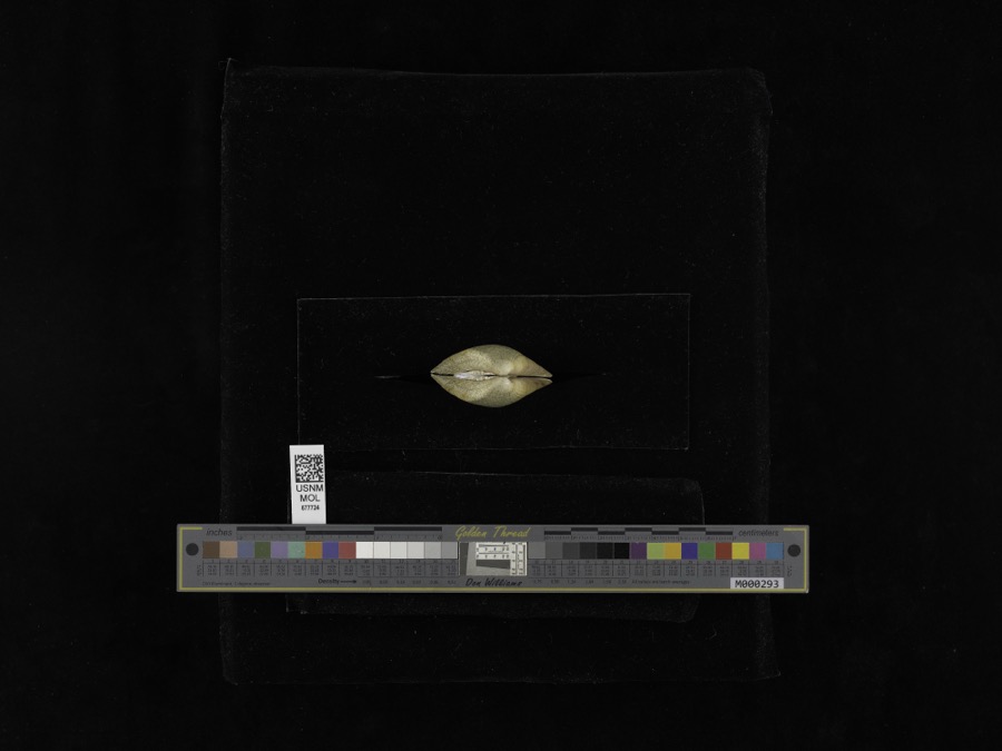 Specimen of Truncilla truncata Rafinesque, 1820