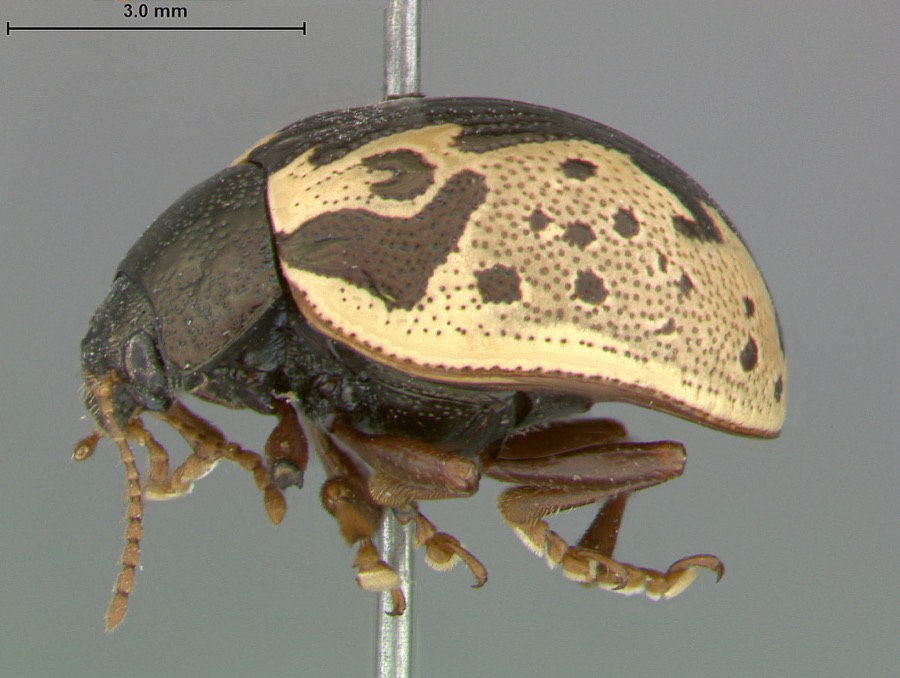 Specimen of Calligrapha rhoda Knab, 1909