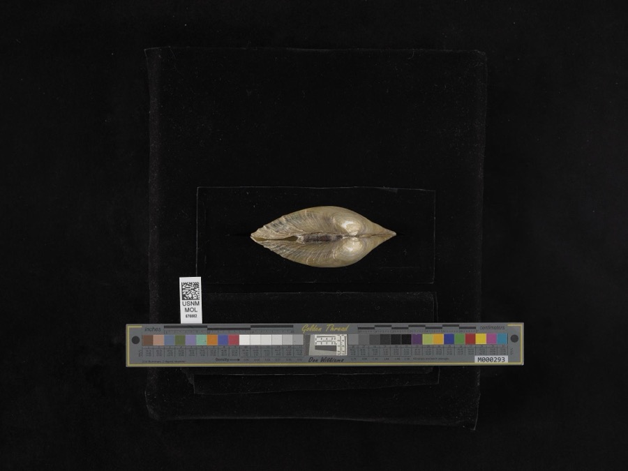 Specimen of Lampsilis ventricosa (Barnes, 1823)