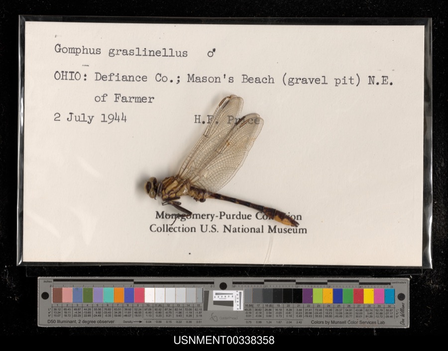 Specimen of Gomphus graslinellus Walsh, 1862