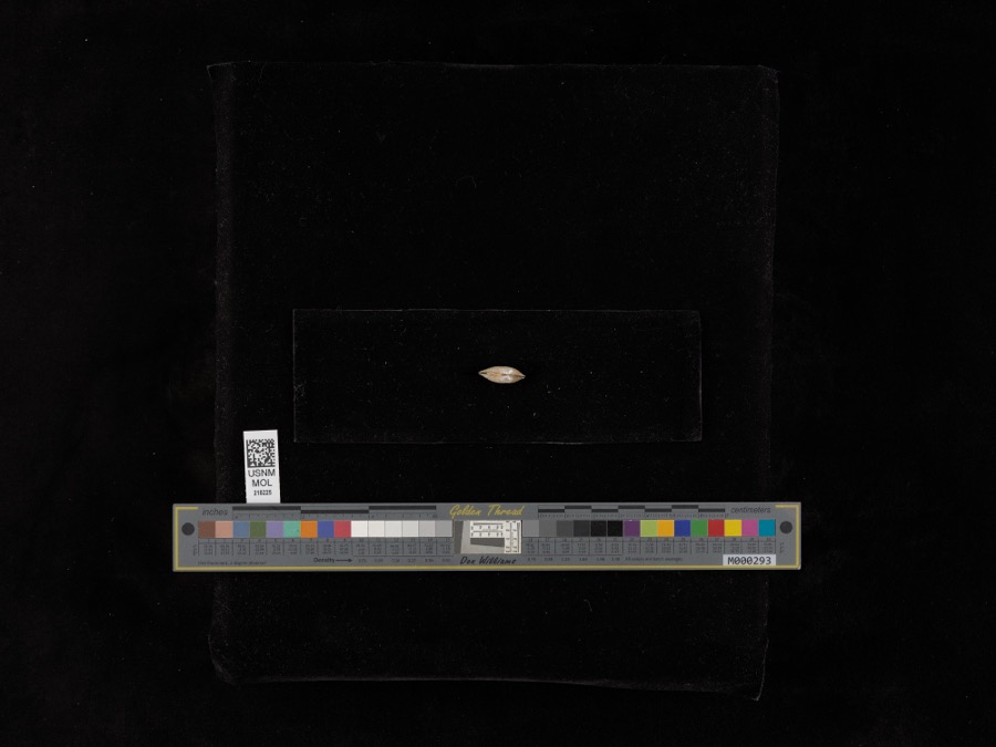 Specimen of Lampsilis radiata radiata (Gmelin, 1791)