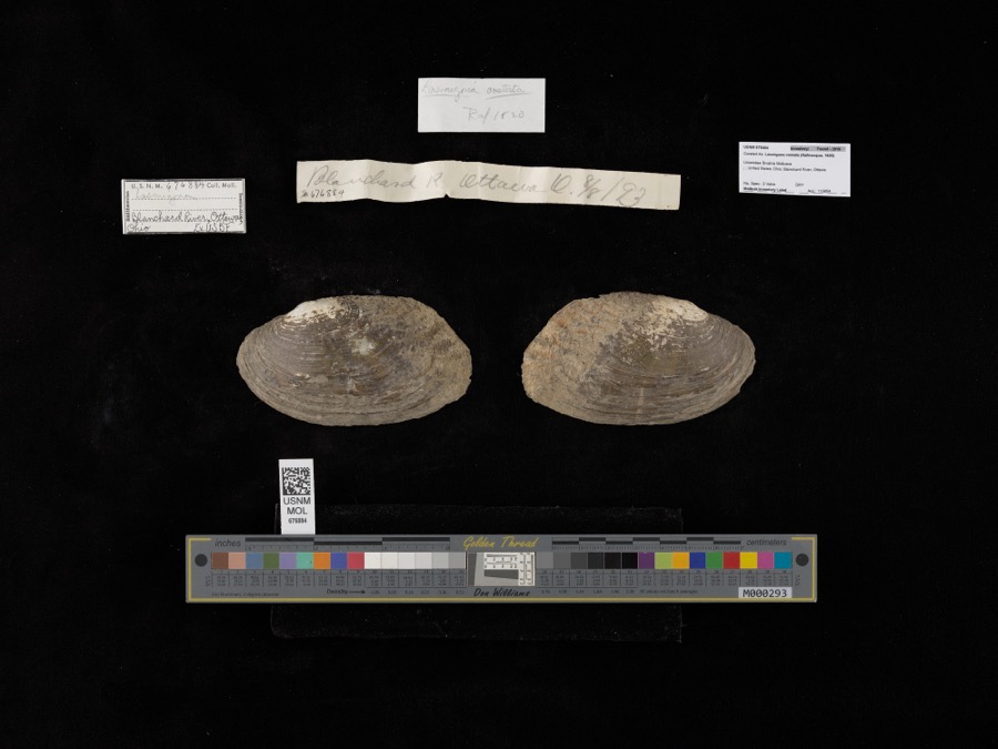 Specimen of Lasmigona costata (Rafinesque, 1820)
