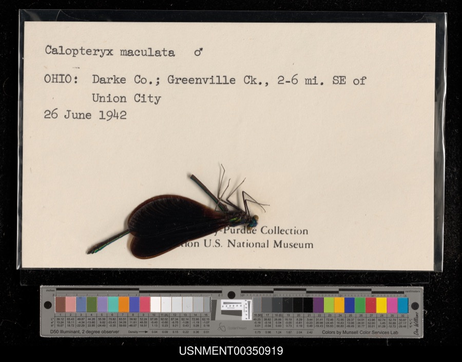 Specimen of Calopteryx maculata (Palisot de Beauvois, 1807)