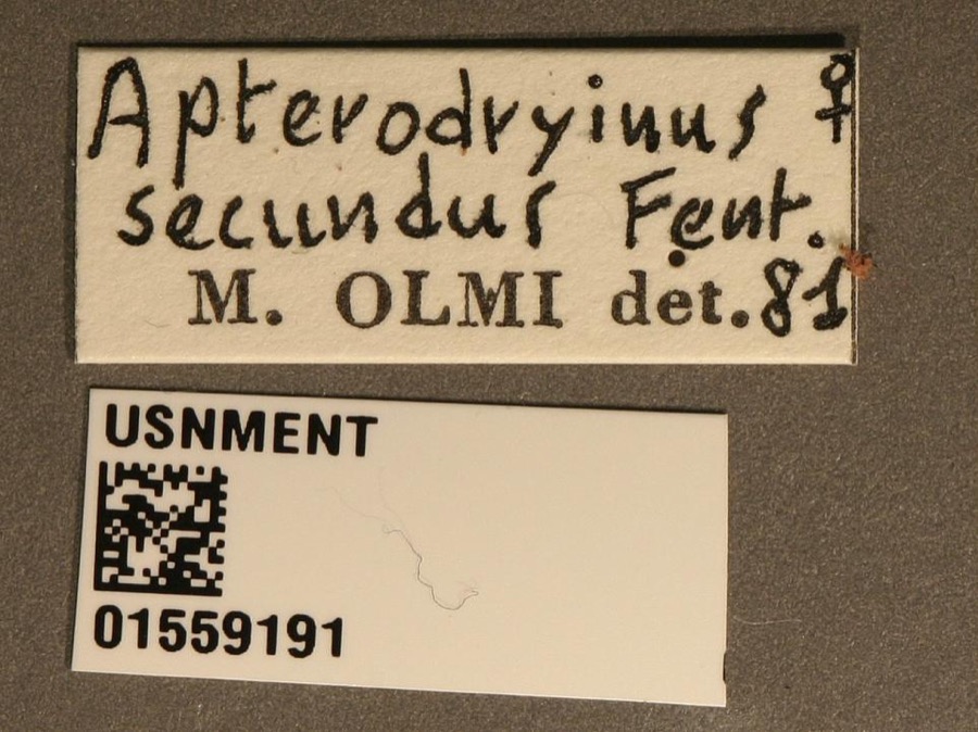 Specimen of Eucamptonyx Perkins, 1907