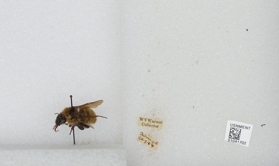Specimen of Bombus Latreille, 1802