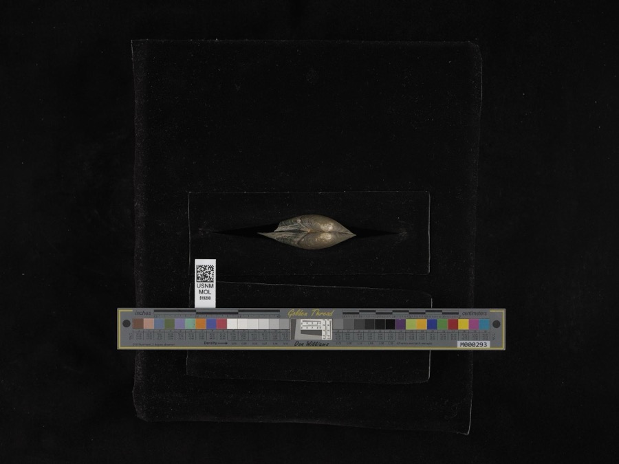 Specimen of Pyganodon grandis (Say, 1829)