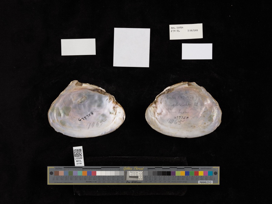 Specimen of Potamilus alatus (Say, 1817)