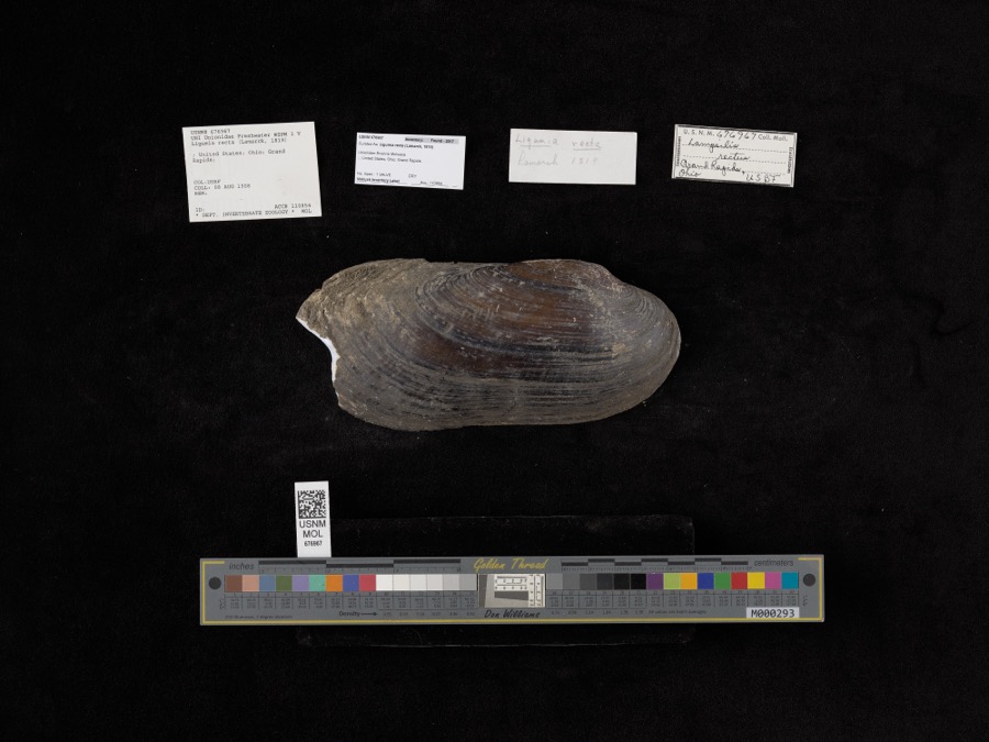 Specimen of Ligumia recta (Lamarck, 1819)