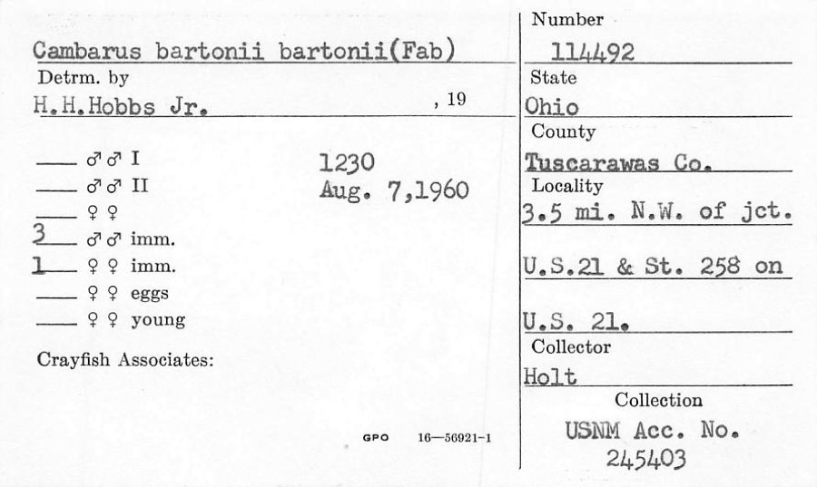 Specimen of Cambarus bartonii bartonii (Fabricius, 1798)