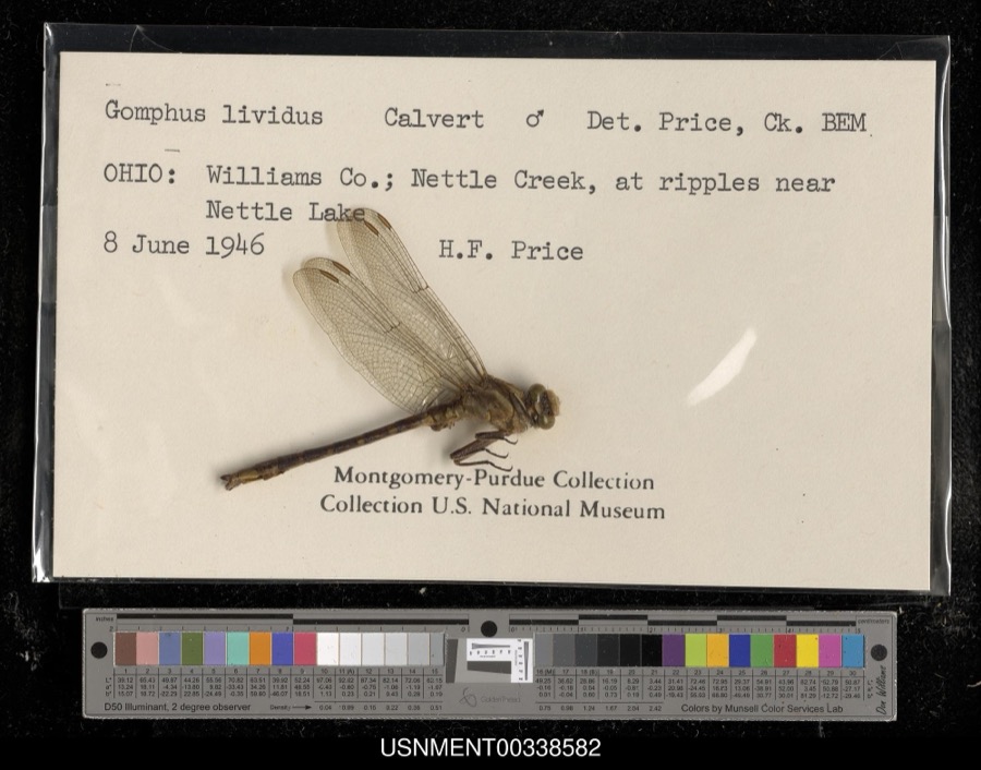 Specimen of Gomphus lividus Selys, 1854