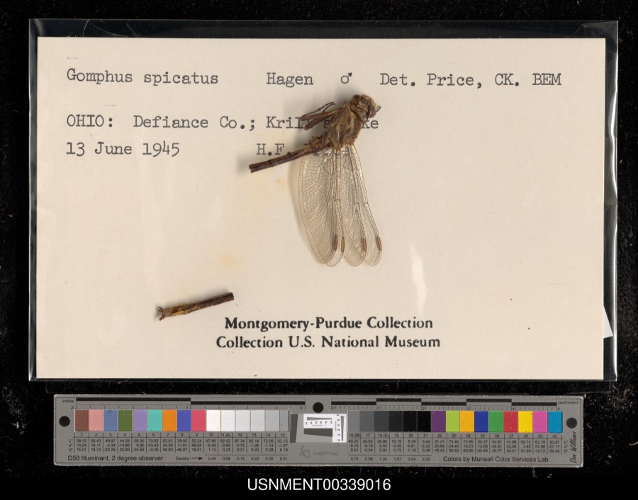 Specimen of Gomphus spicatus Hagen, 1854