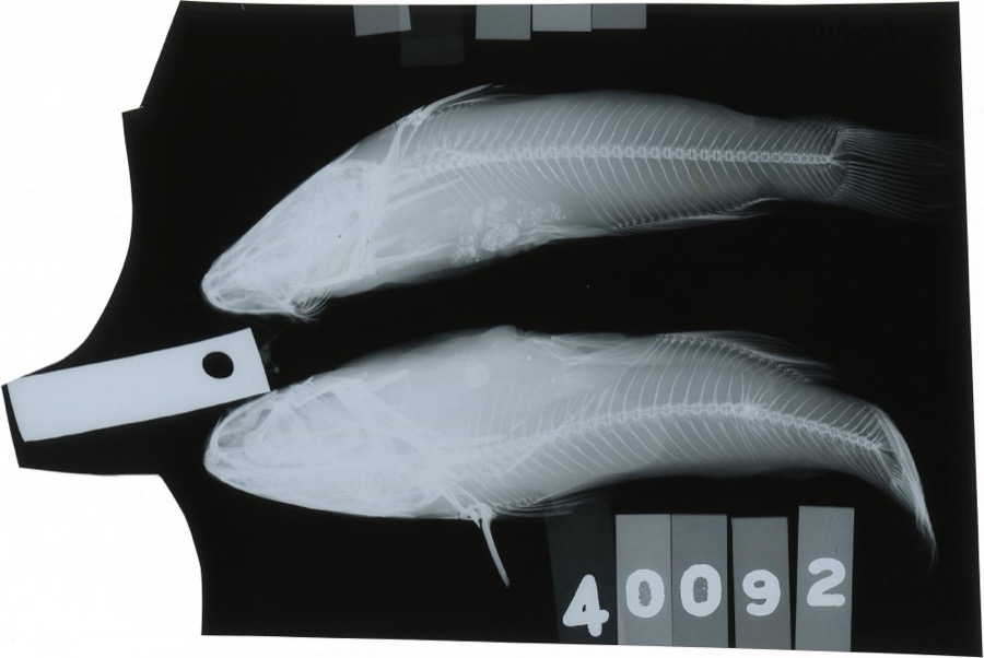 Specimen of Ameiurus melas (Rafinesque, 1820)