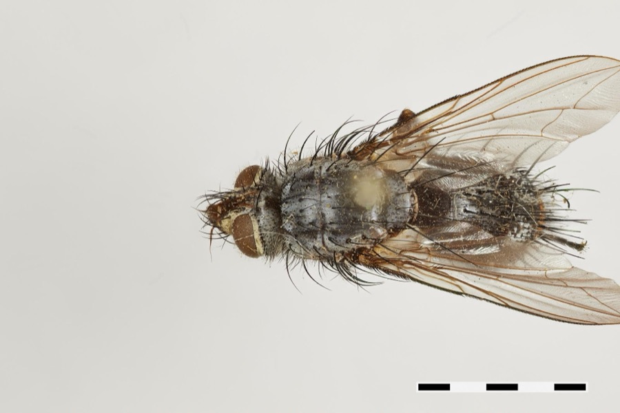Specimen of Hinea Townsend, 1916