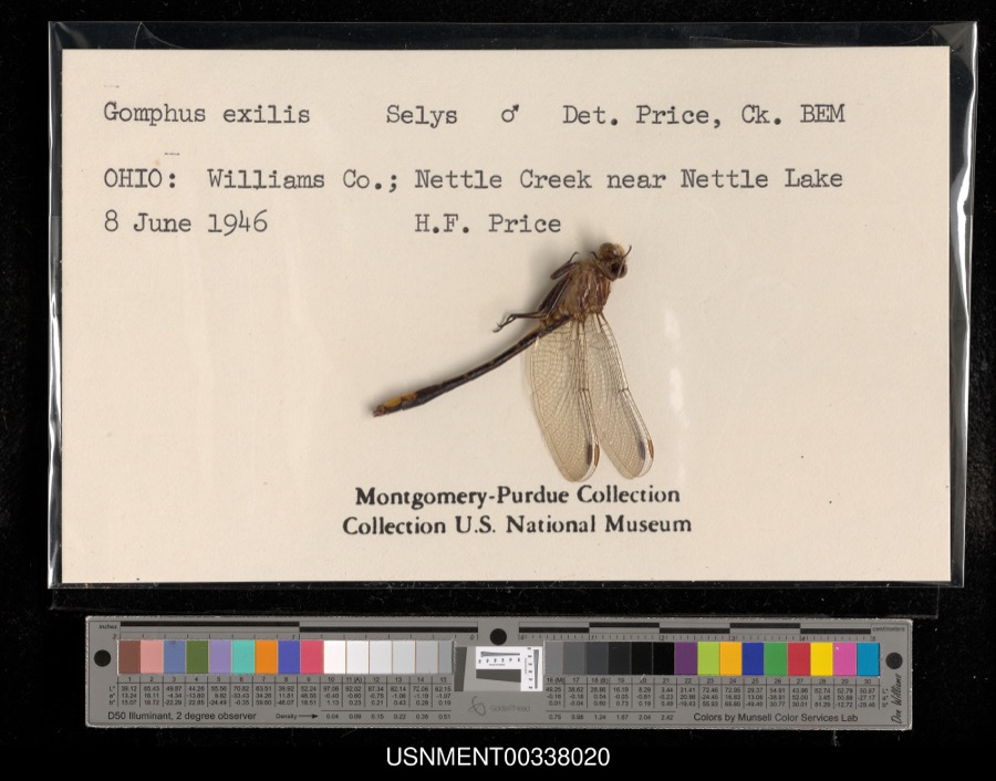 Specimen of Gomphus exilis Selys, 1854