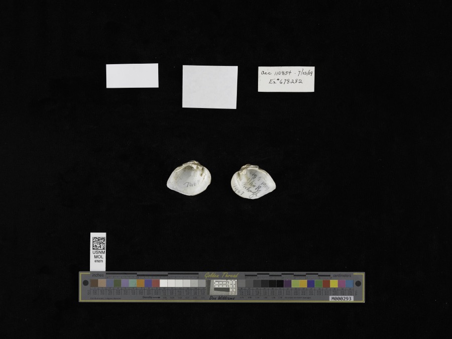 Specimen of Truncilla truncata Rafinesque, 1820