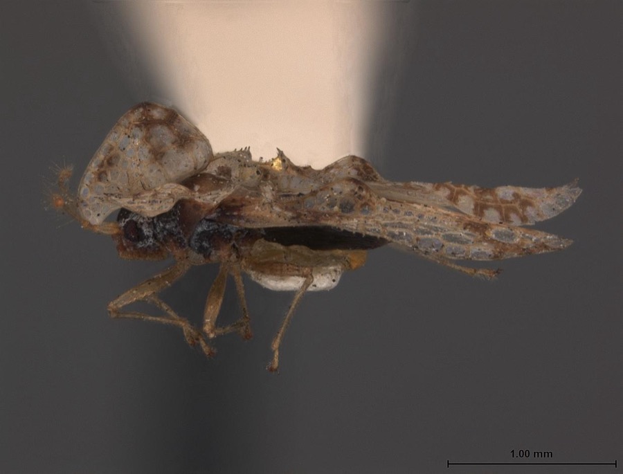 Specimen of Corythucha bellula Gibson, 1918