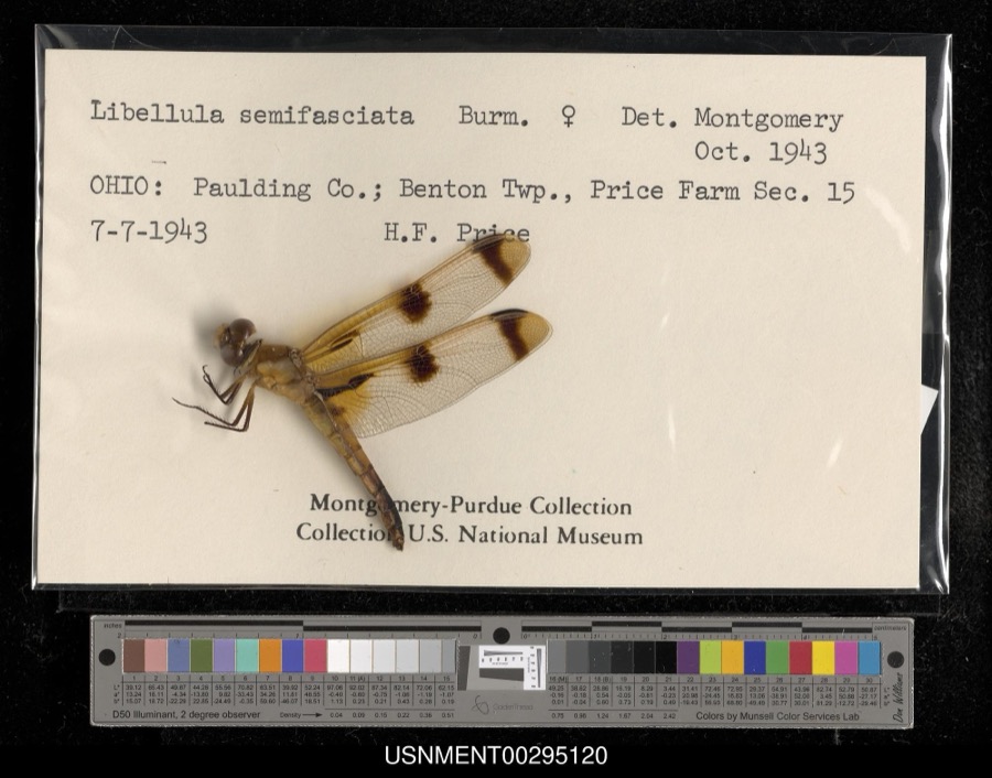 Specimen of Libellula semifasciata Burmeister, 1839