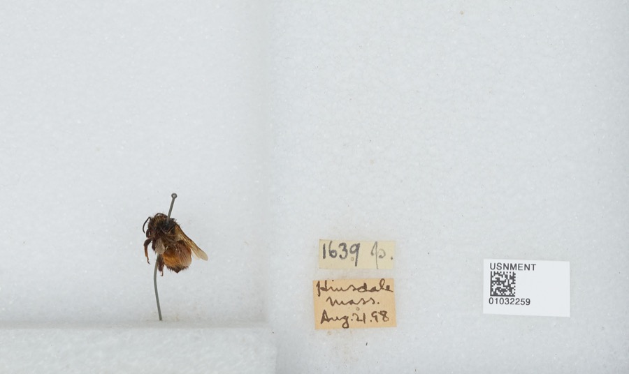 Specimen of Bombus ternarius Say, 1837