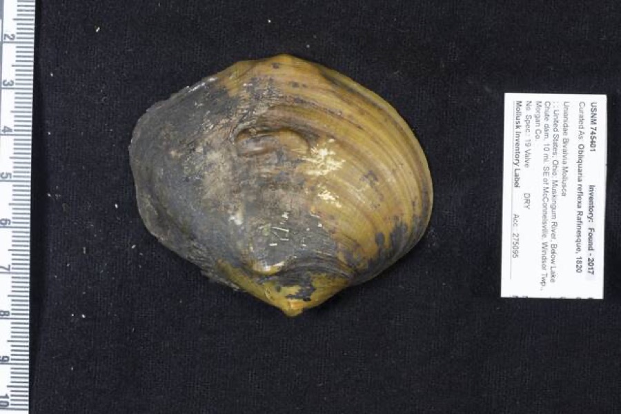 Specimen of Obliquaria reflexa Rafinesque, 1820