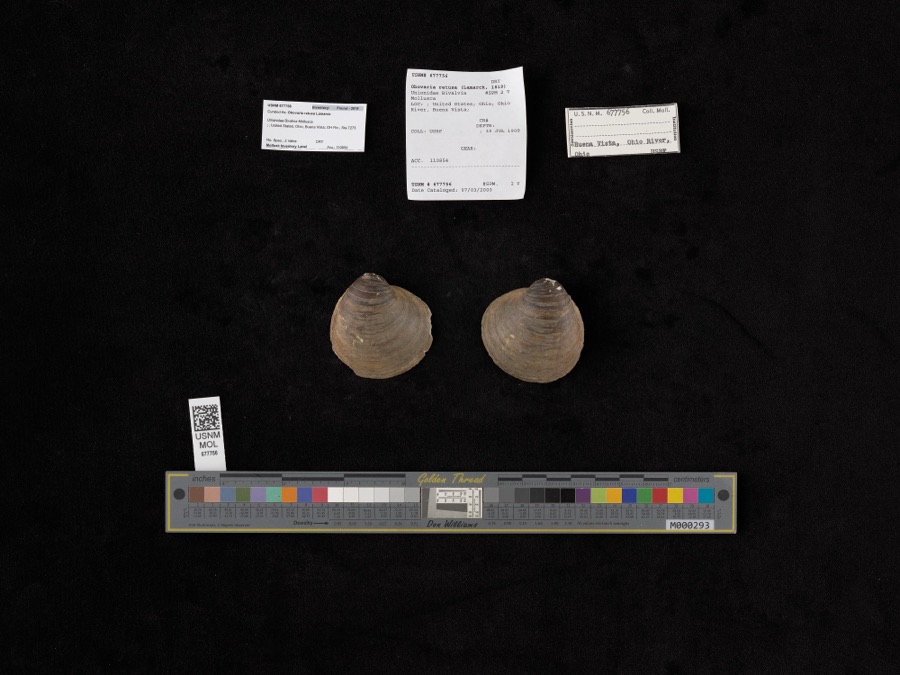 Specimen of Obovaria retusa (Lamarck, 1819)