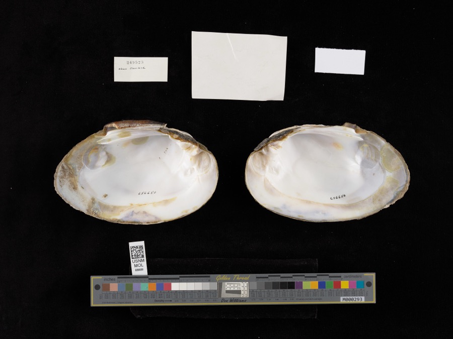 Specimen of Actinonaias carinata gibba (C.T.Simpson, 1900)