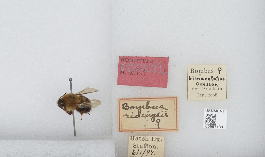 Specimen of Bombus bimaculatus Cresson, 1863