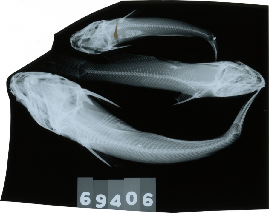Specimen of Ameiurus melas (Rafinesque, 1820)